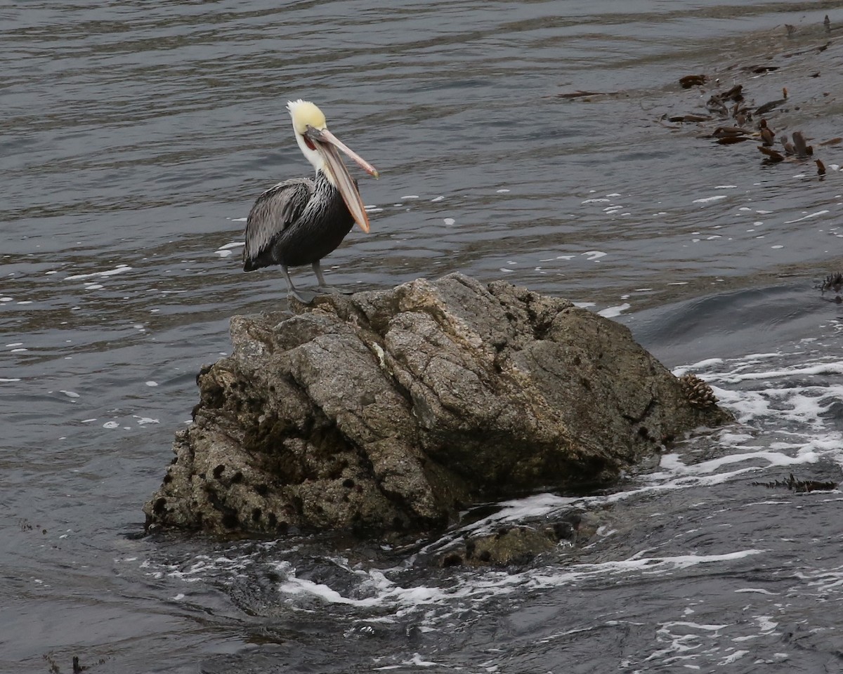 Brown Pelican - ML646600430
