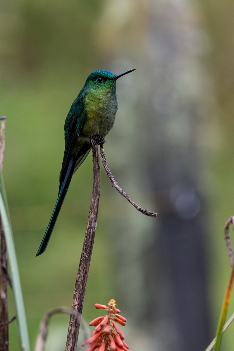 アオフタオハチドリ - ML646600432