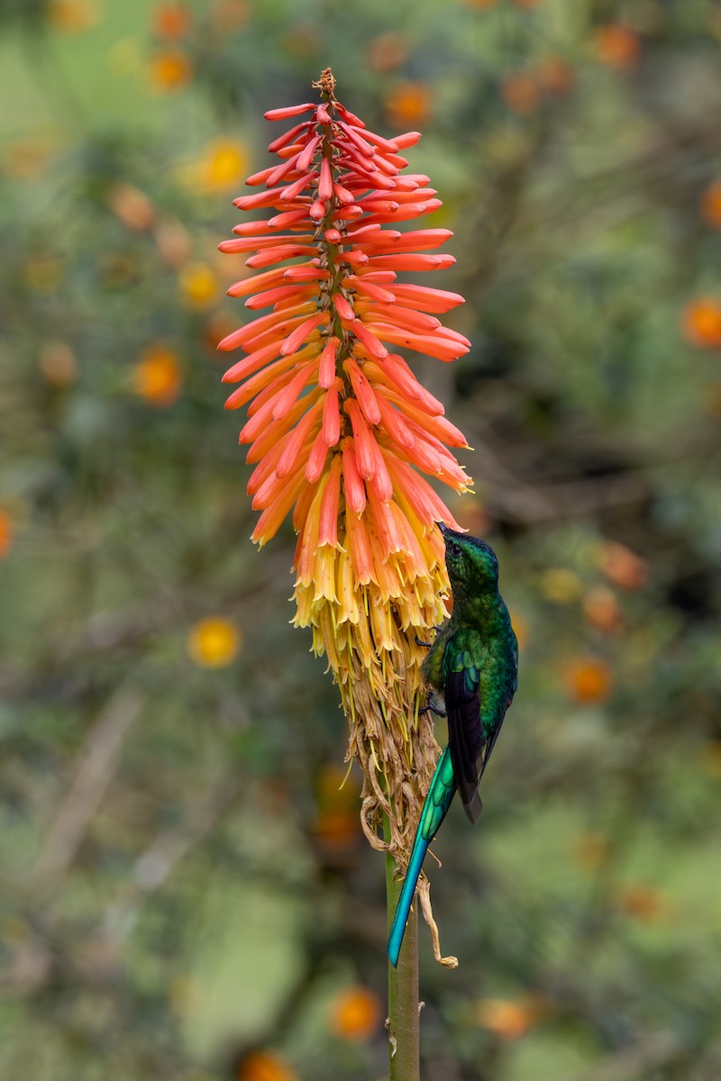 アオフタオハチドリ - ML646600433