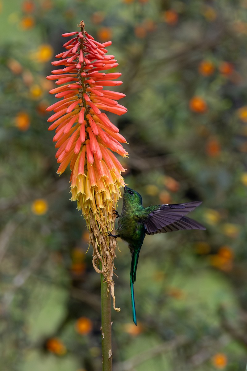 アオフタオハチドリ - ML646600434