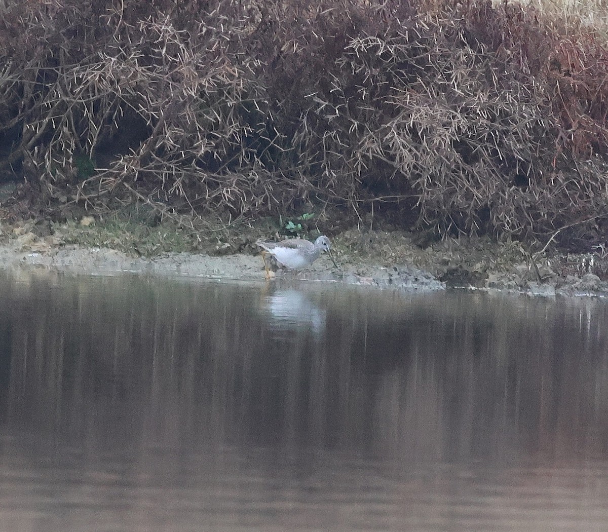 ביצנית עקודה - ML646600435