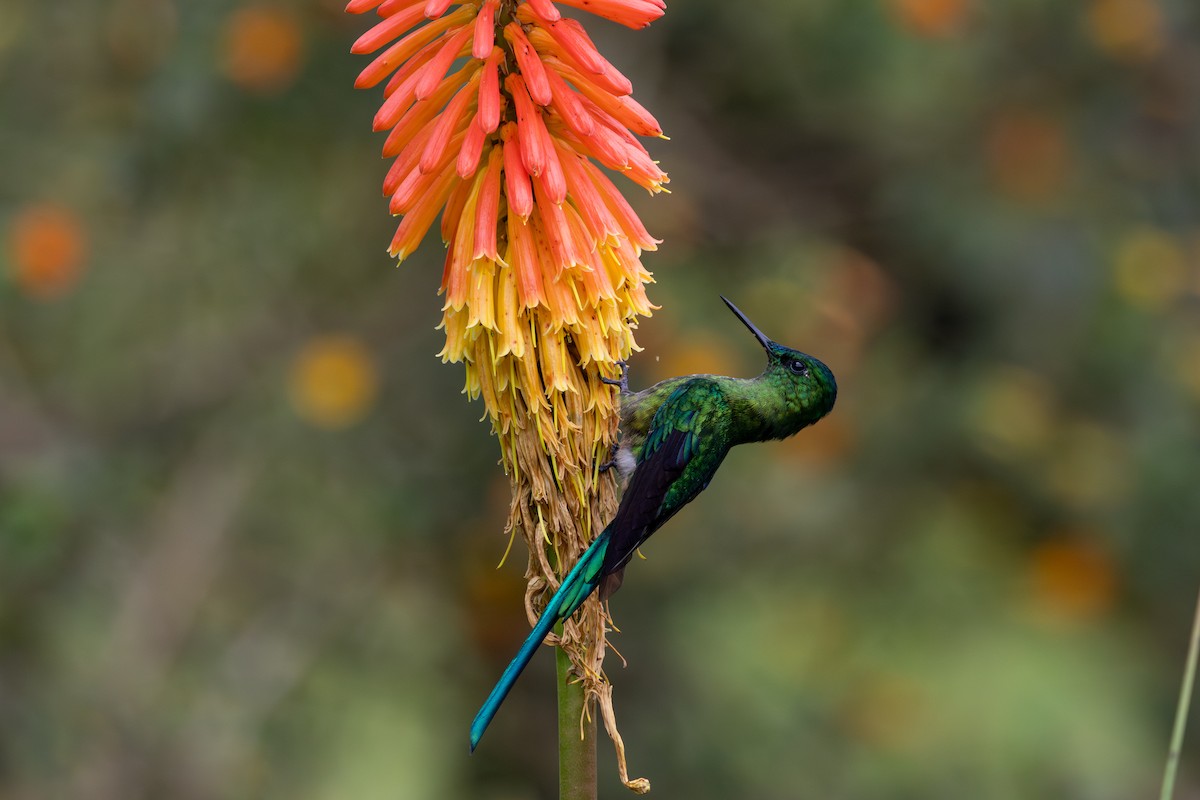 アオフタオハチドリ - ML646600436