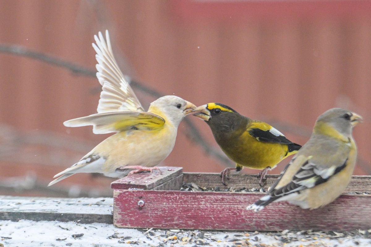 Evening Grosbeak - ML646600437