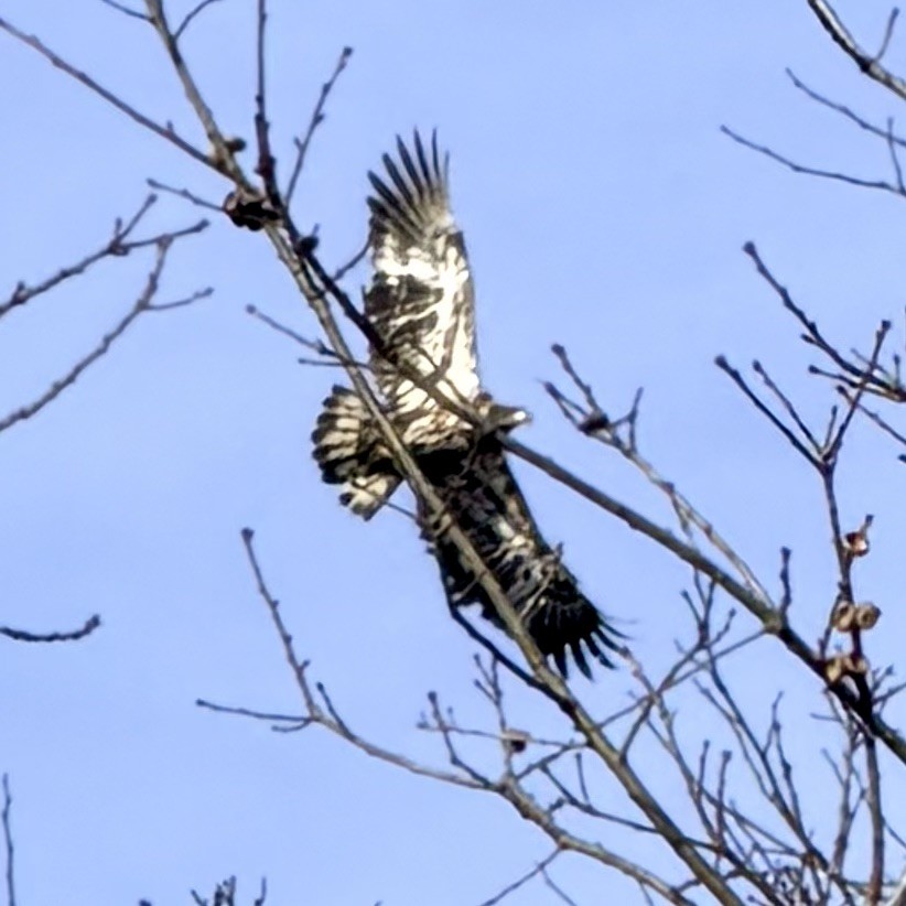 Bald Eagle - ML646600438