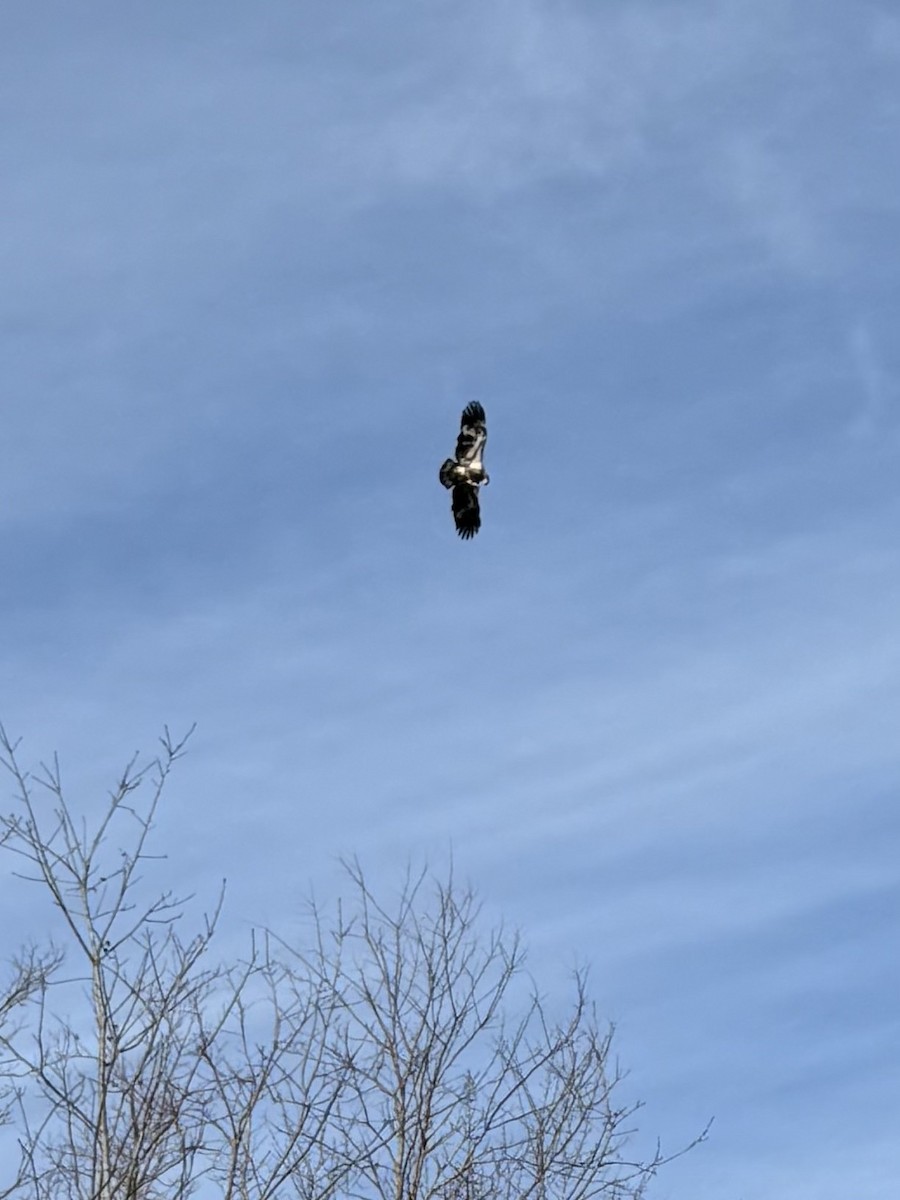 Bald Eagle - ML646600439