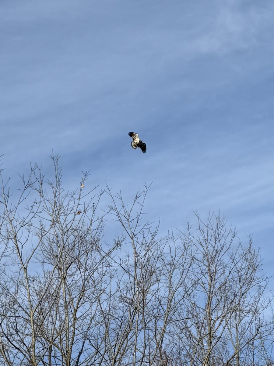 Bald Eagle - ML646600440