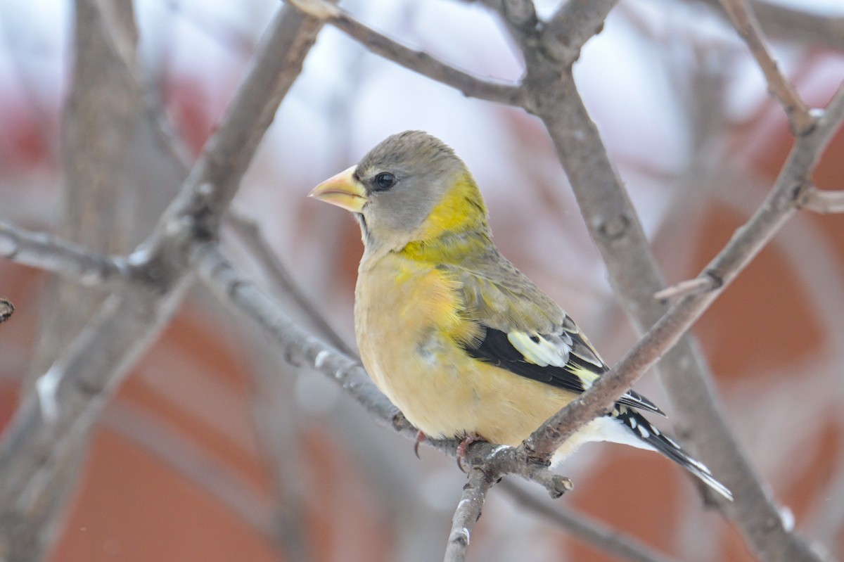Evening Grosbeak - ML646600442