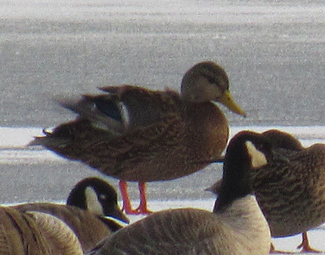 Ánade Mexicano - ML646600443