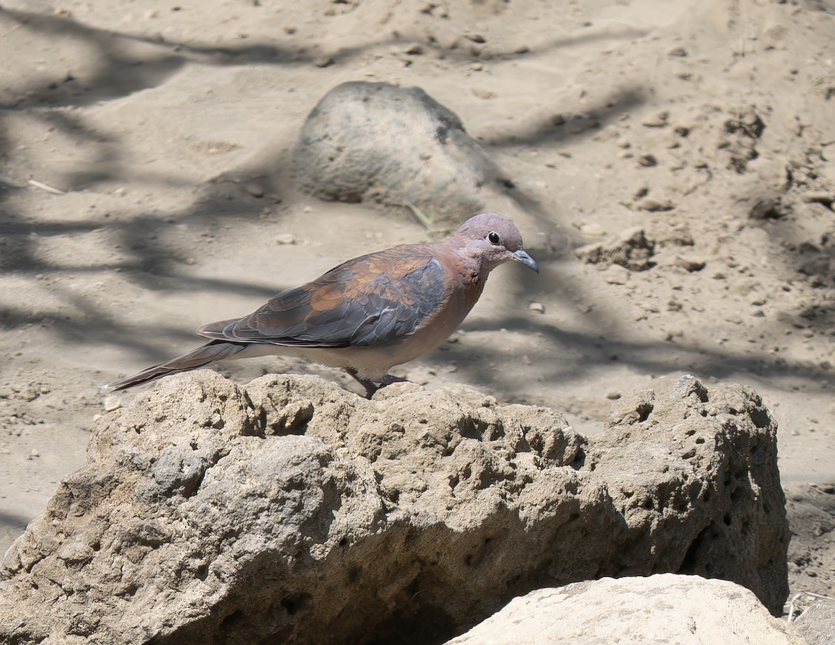 ワライバト - ML646600447