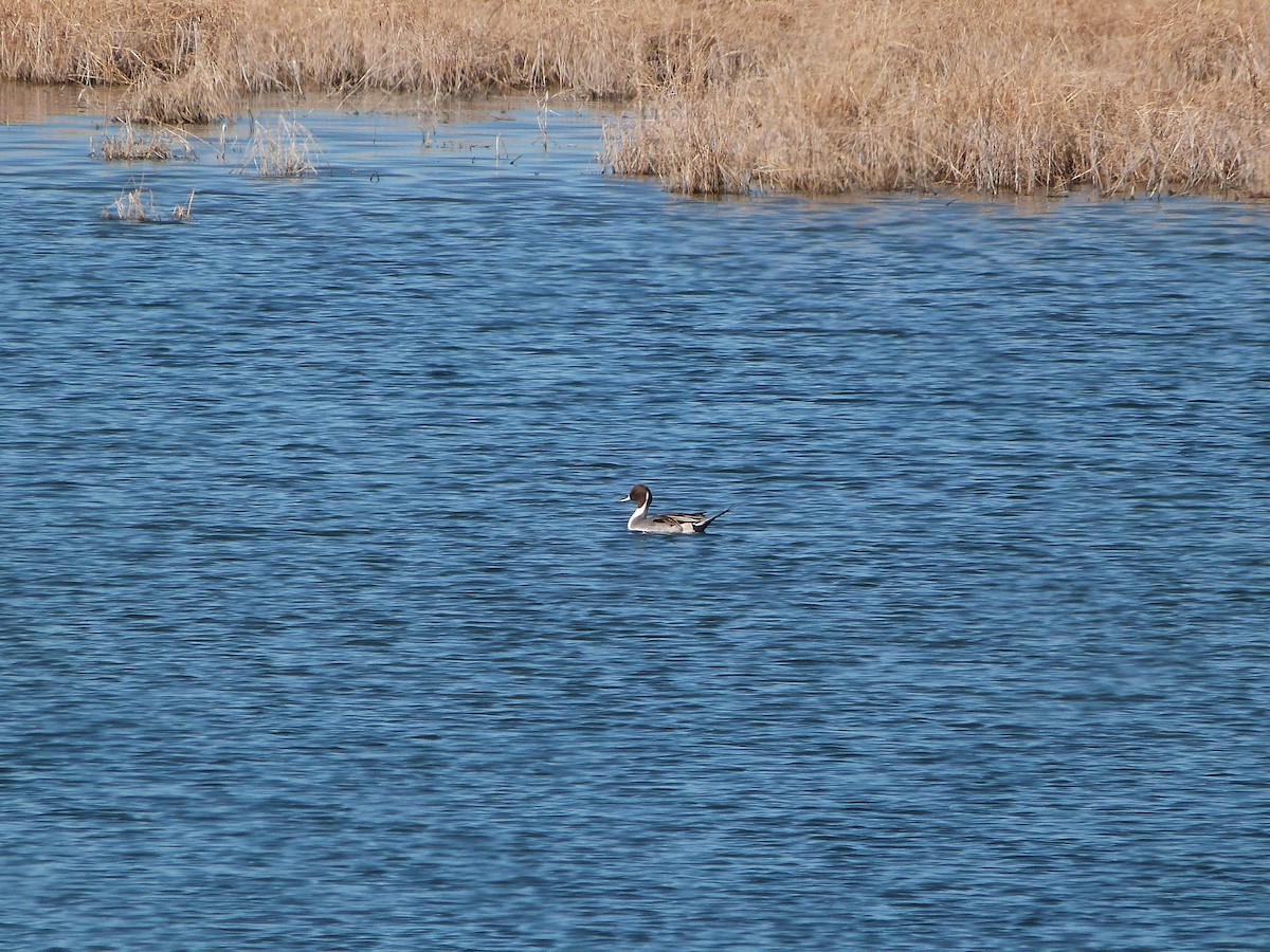 Northern Pintail - ML646600450