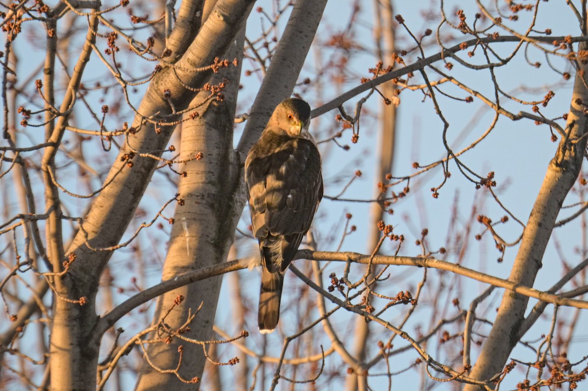 Cooper's Hawk - ML646600451