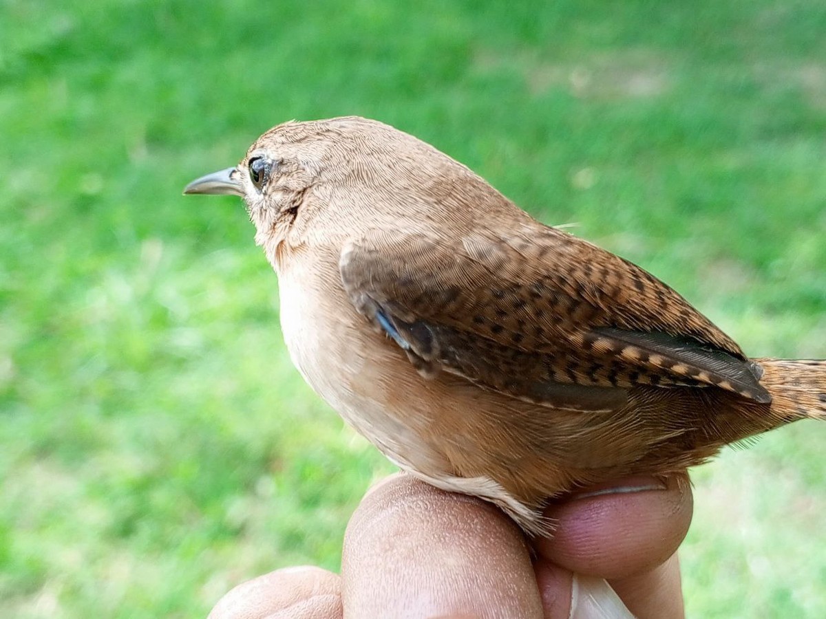 Southern House Wren - ML646600452