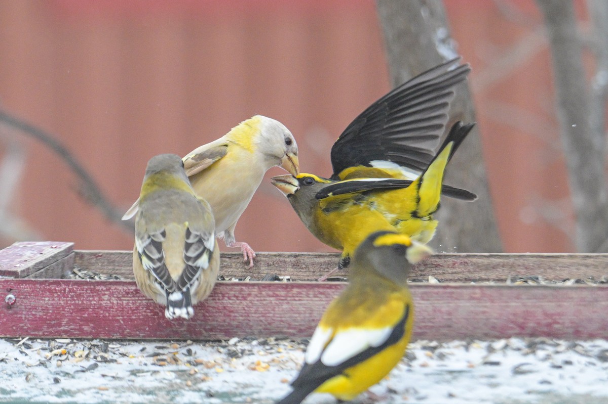 Evening Grosbeak - ML646600459