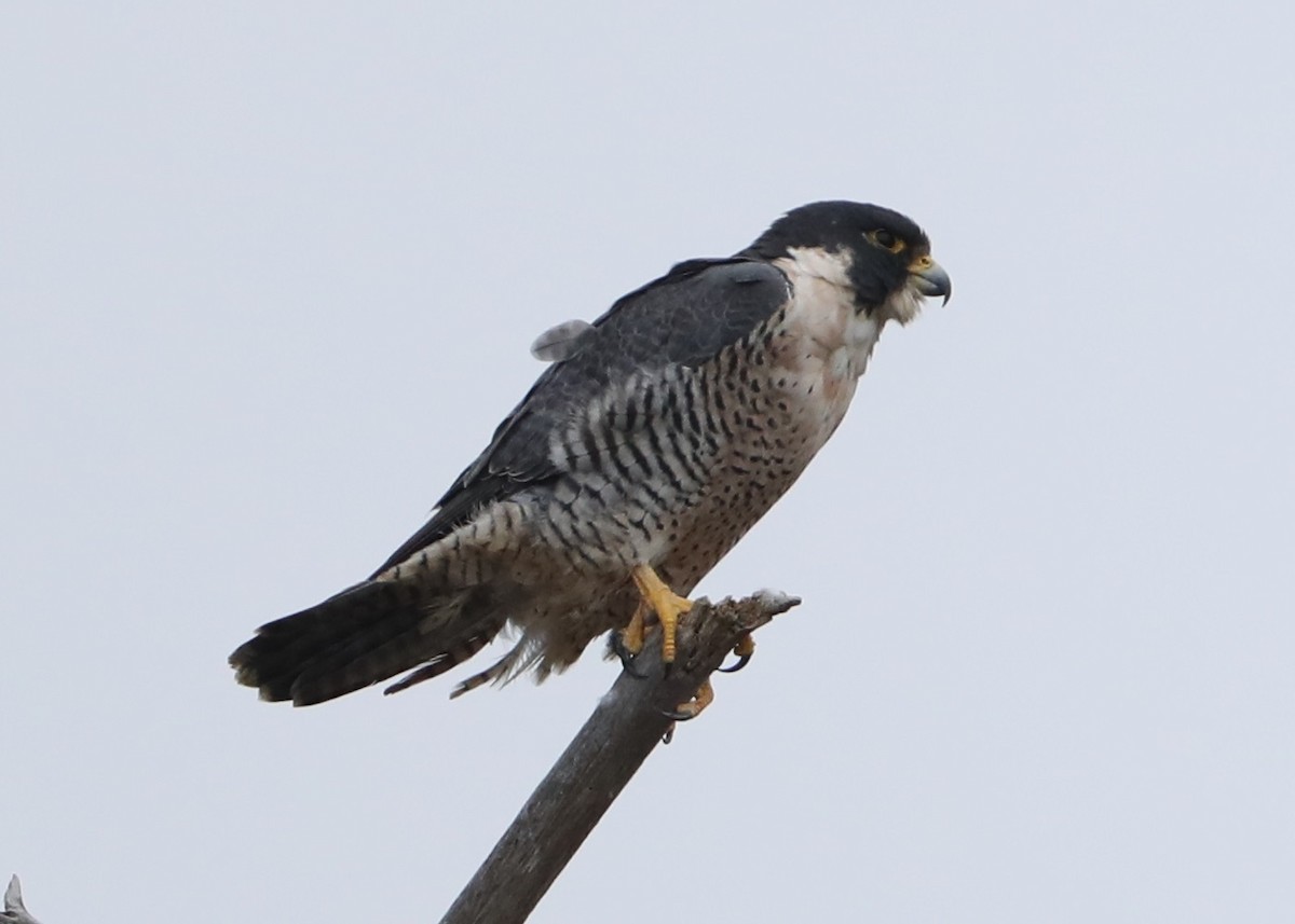 遊隼 - ML646600462