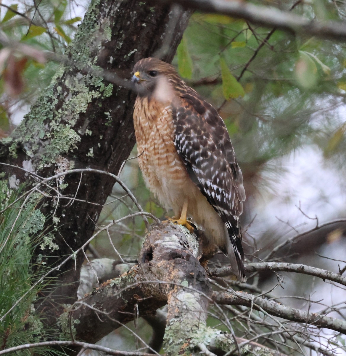 Red-shouldered Hawk - ML646600463