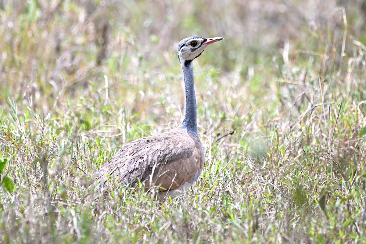 White-bellied Bustard - ML646600464