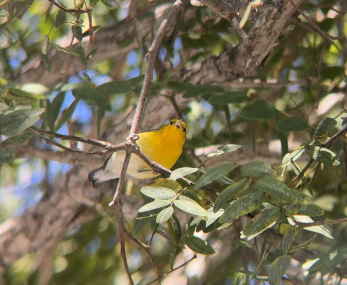 Пісняр жовтий - ML646600465