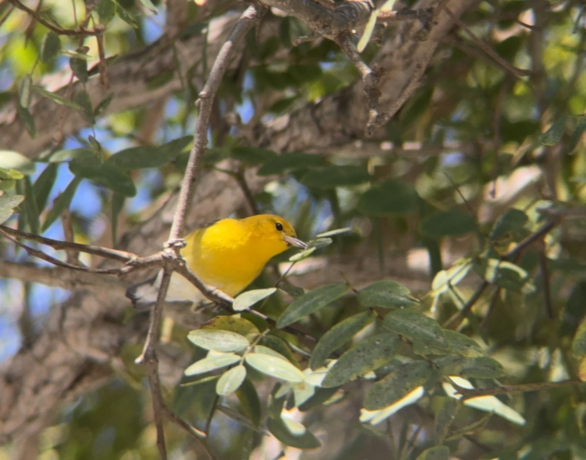 Пісняр жовтий - ML646600466