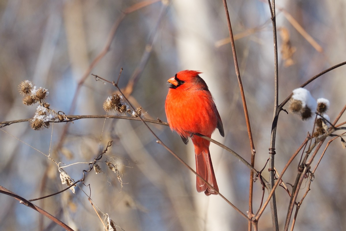 ショウジョウコウカンチョウ - ML646600469