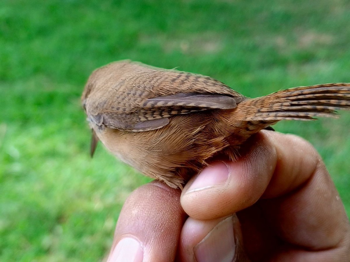 Southern House Wren - ML646600472