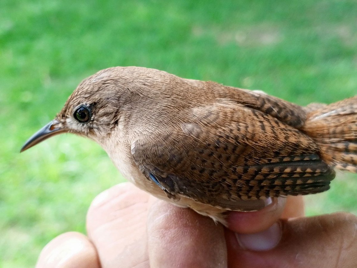 Southern House Wren - ML646600473