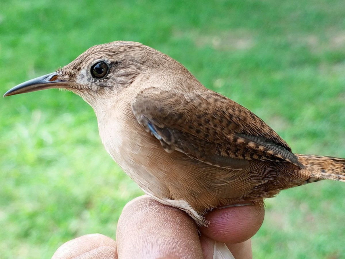 Southern House Wren - ML646600475