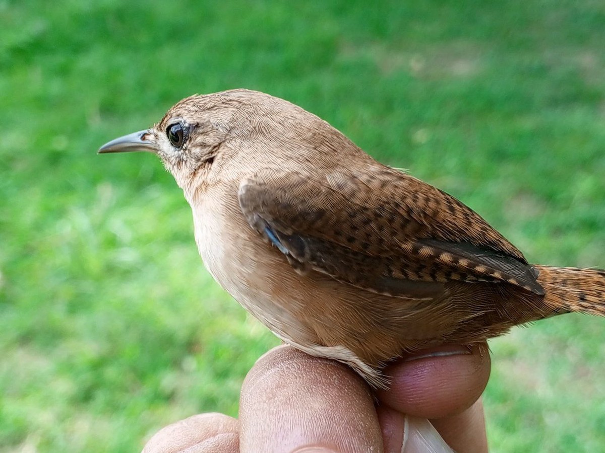 Southern House Wren - ML646600476