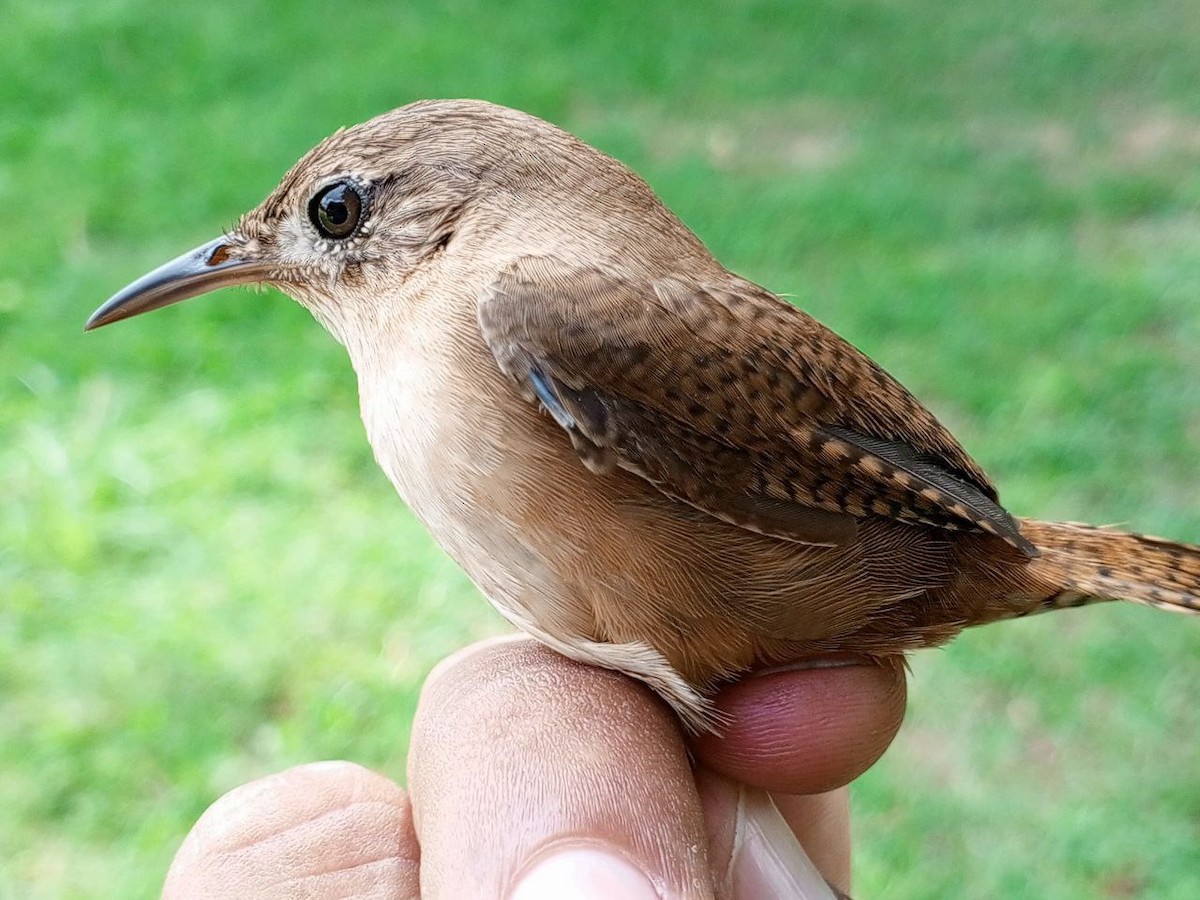 Southern House Wren - ML646600478