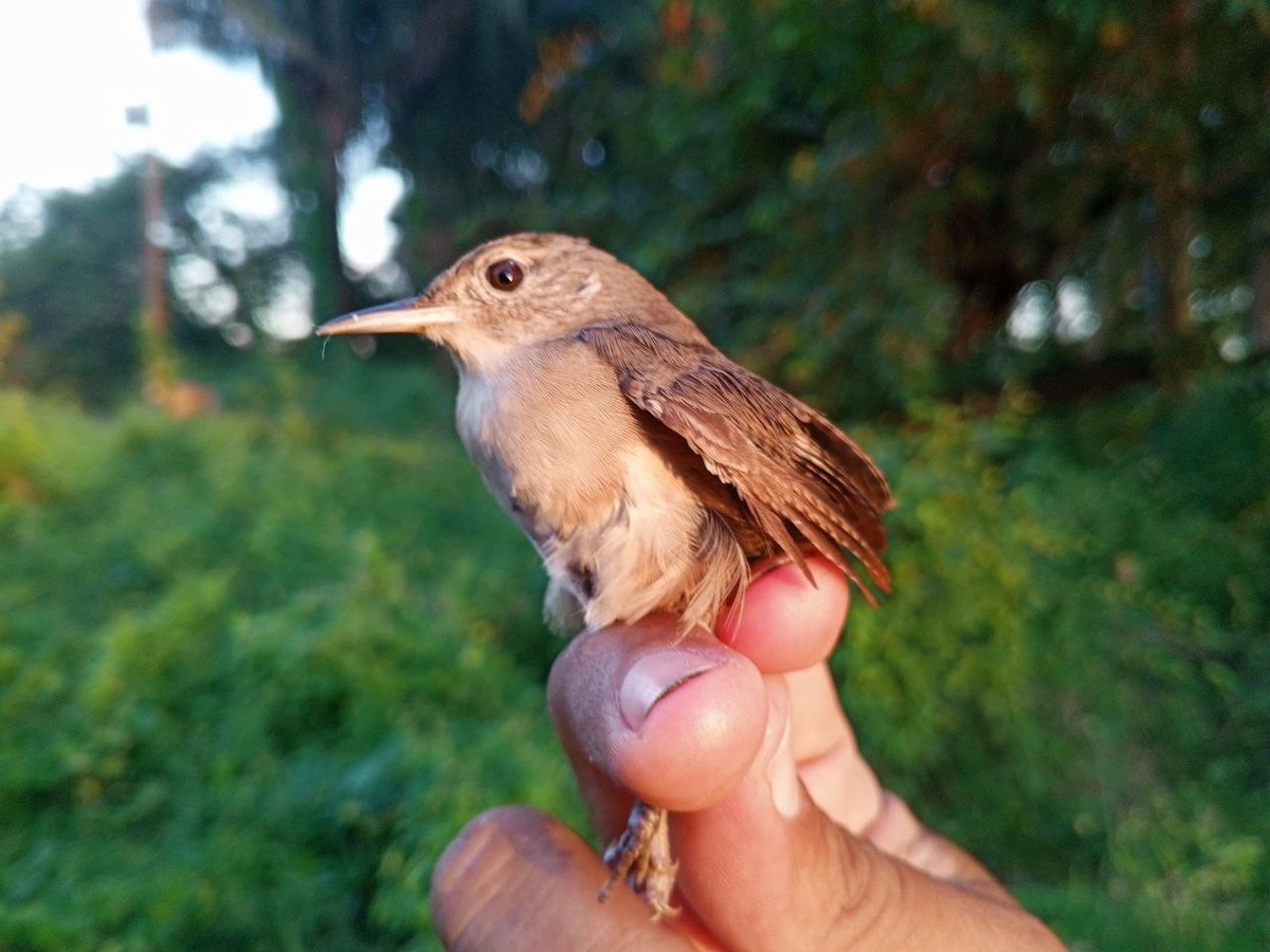Southern House Wren - ML646600479