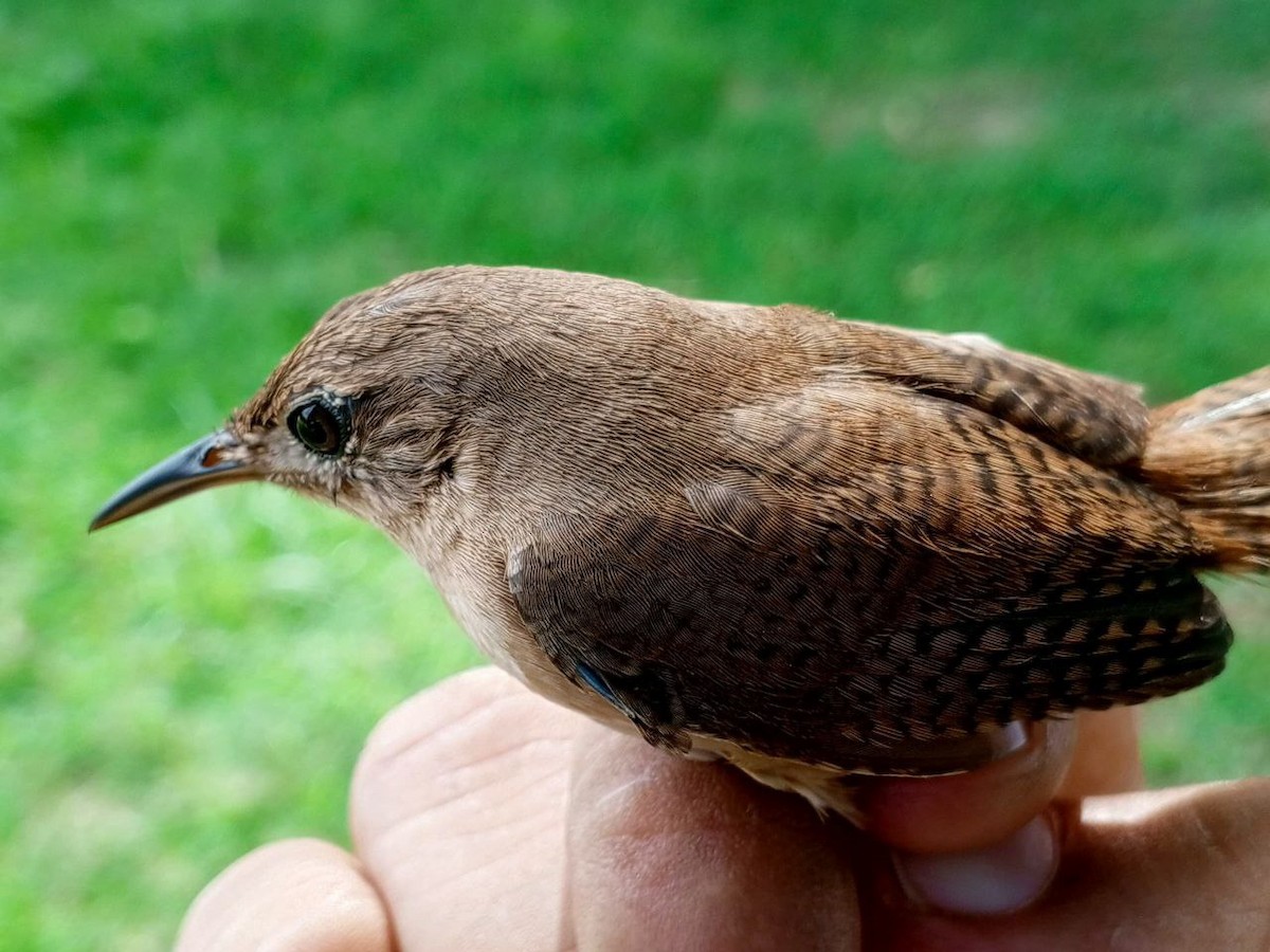 Southern House Wren - ML646600480