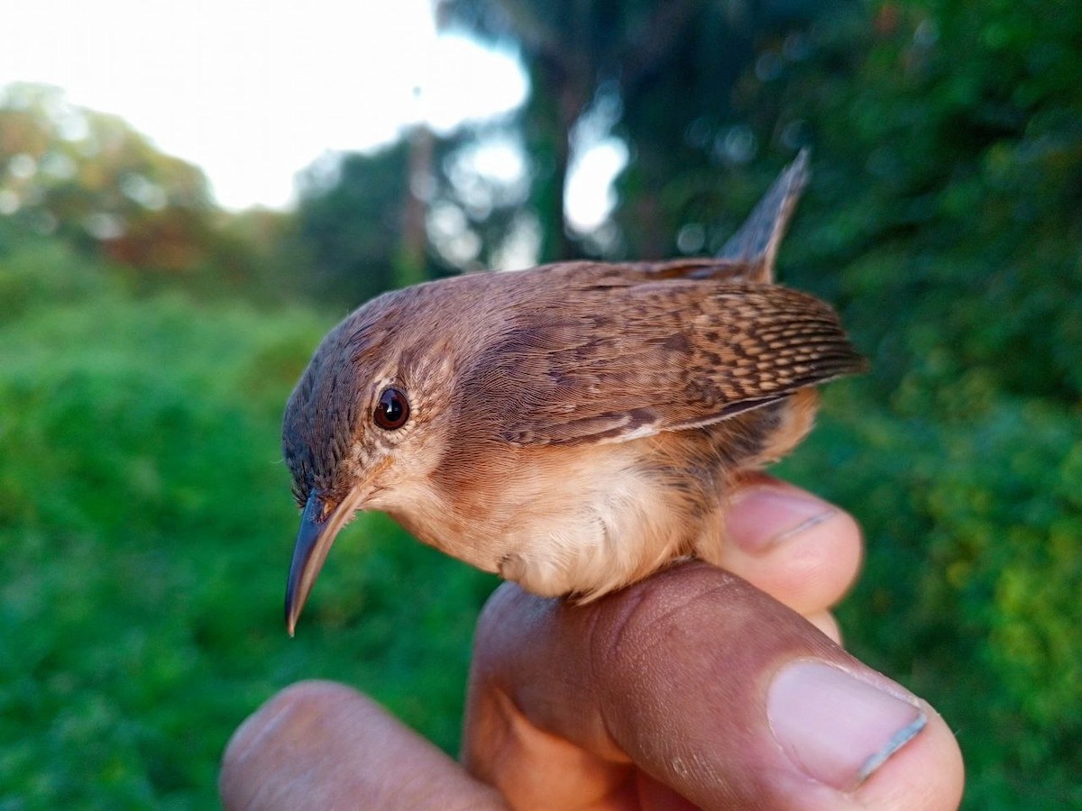 Southern House Wren - ML646600481