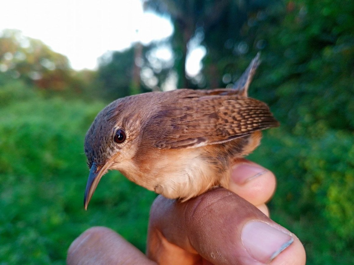 Southern House Wren - ML646600483