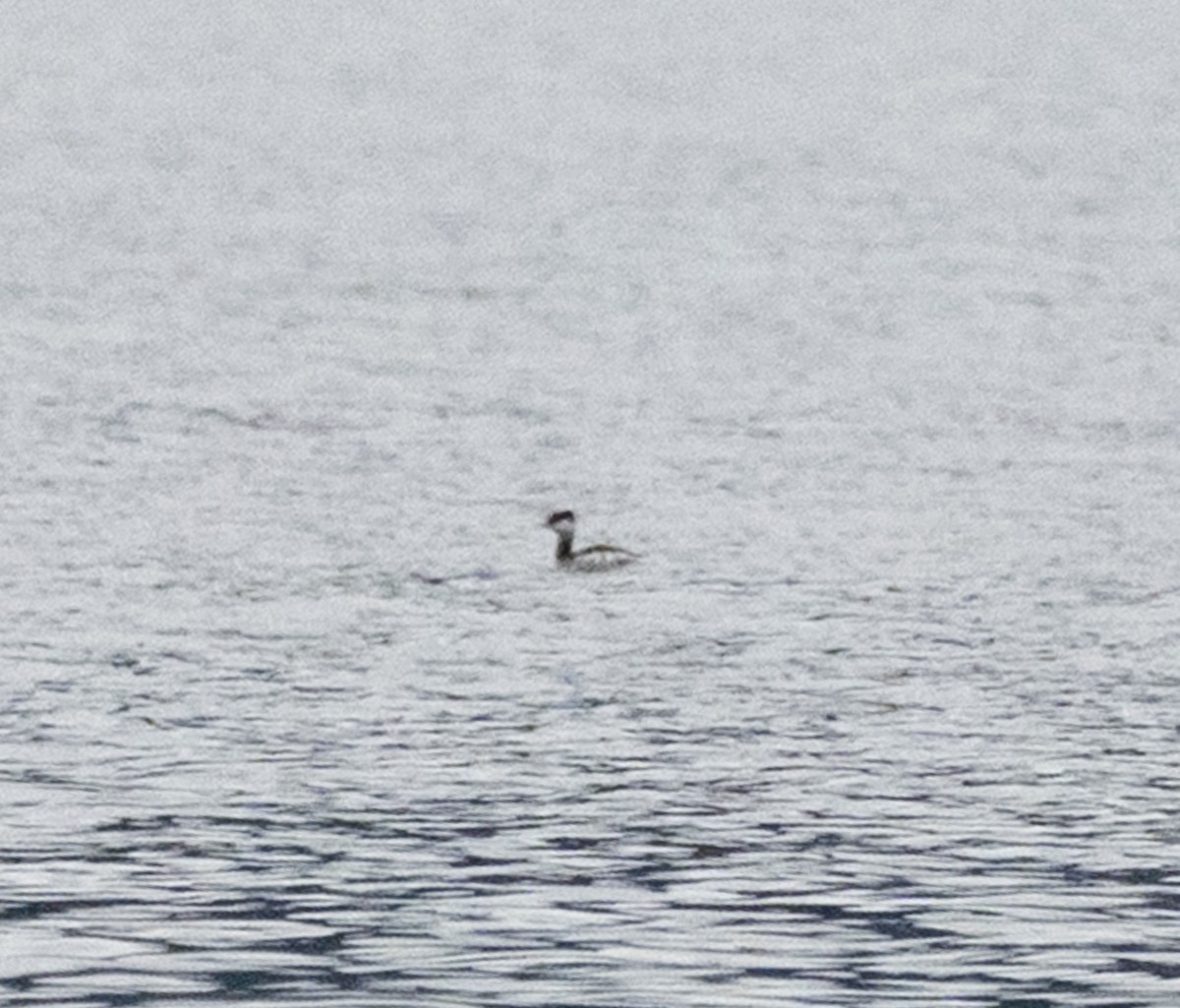 Horned Grebe - ML646600491