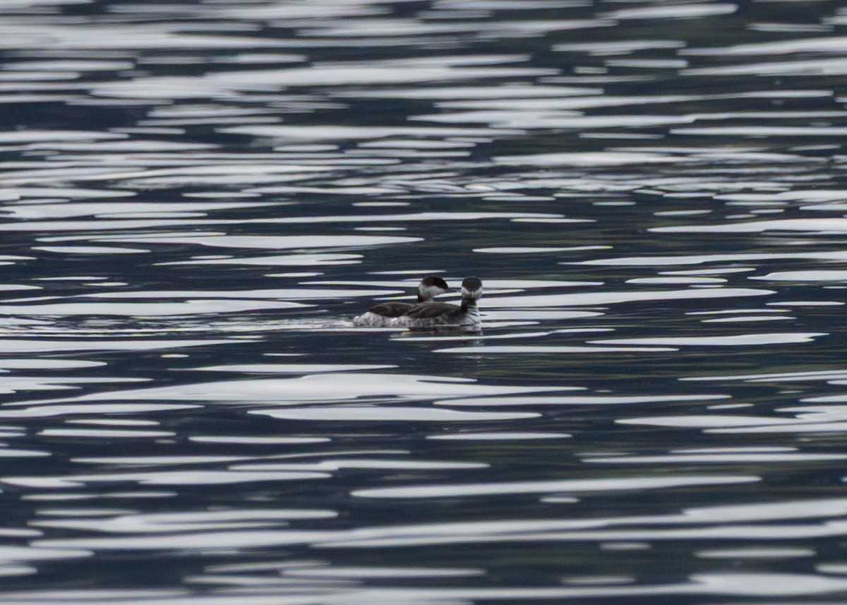 Horned Grebe - ML646600492