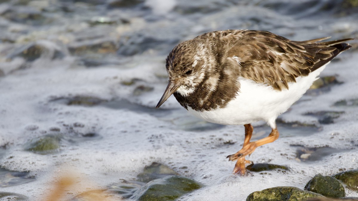 Taşçeviren - ML646600494