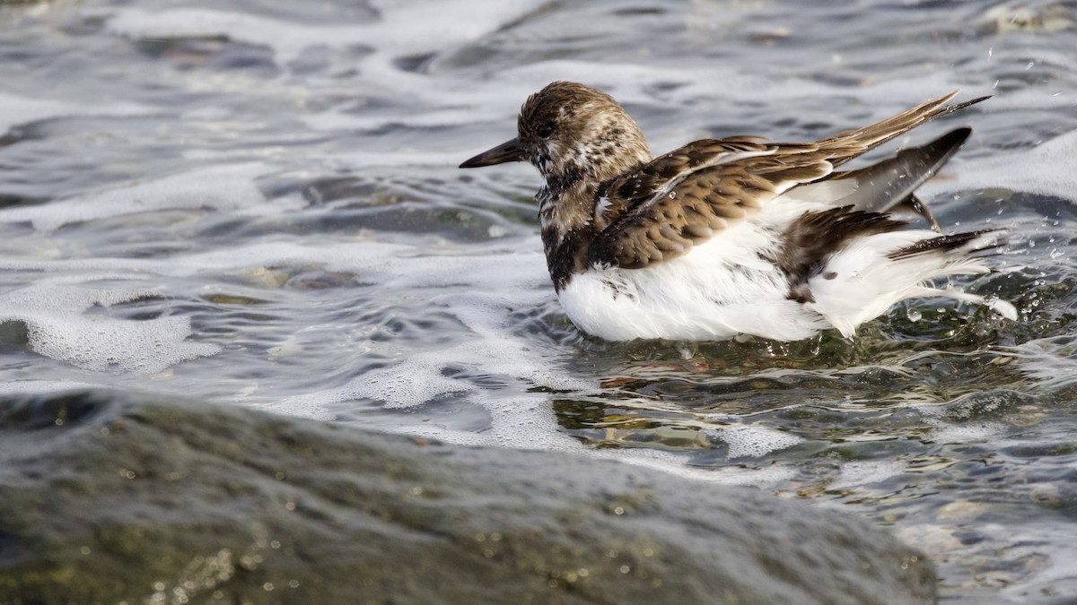 Taşçeviren - ML646600495