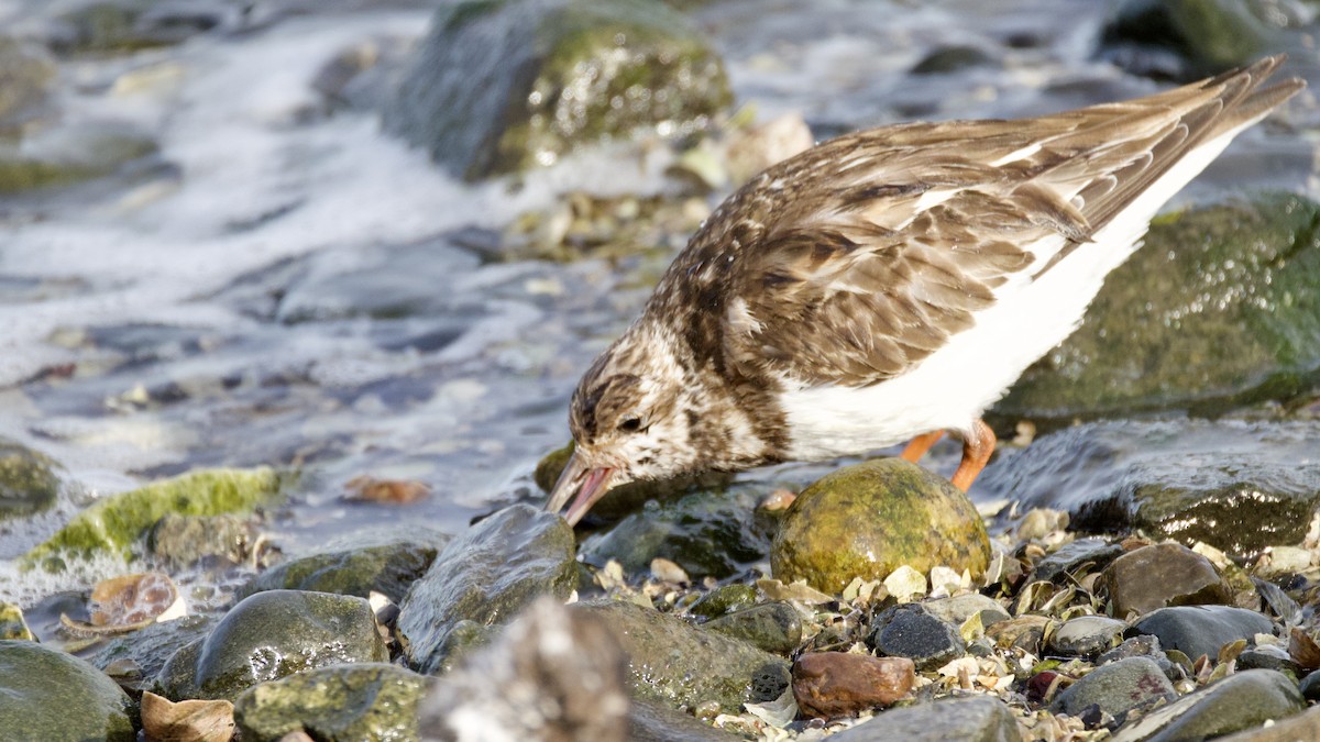 Taşçeviren - ML646600496