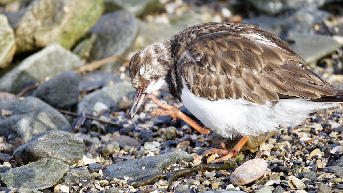 Taşçeviren - ML646600497