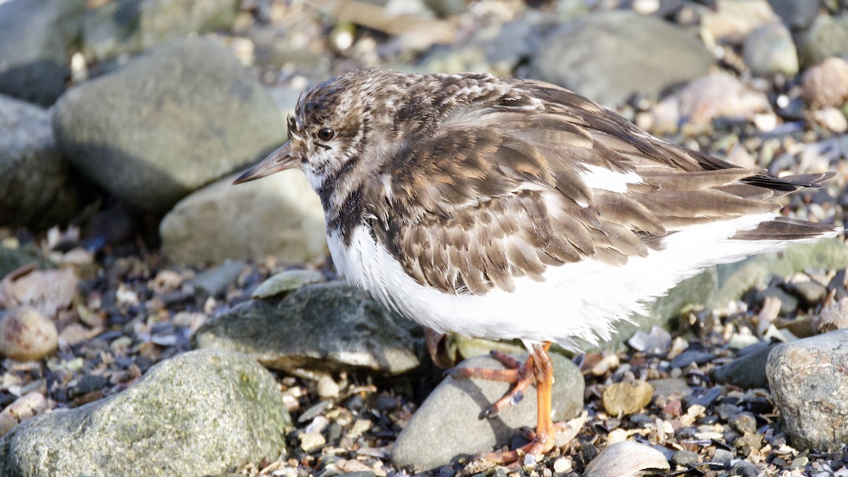 Taşçeviren - ML646600498