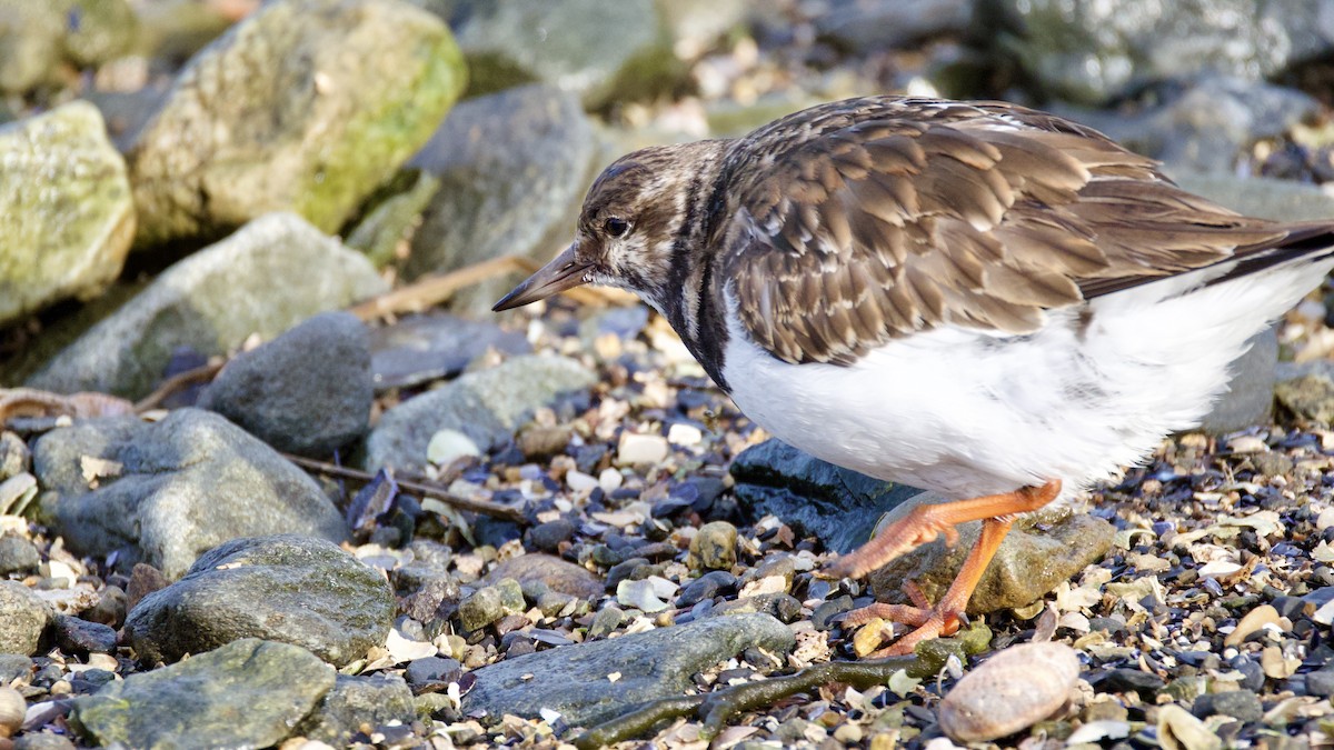 Taşçeviren - ML646600499