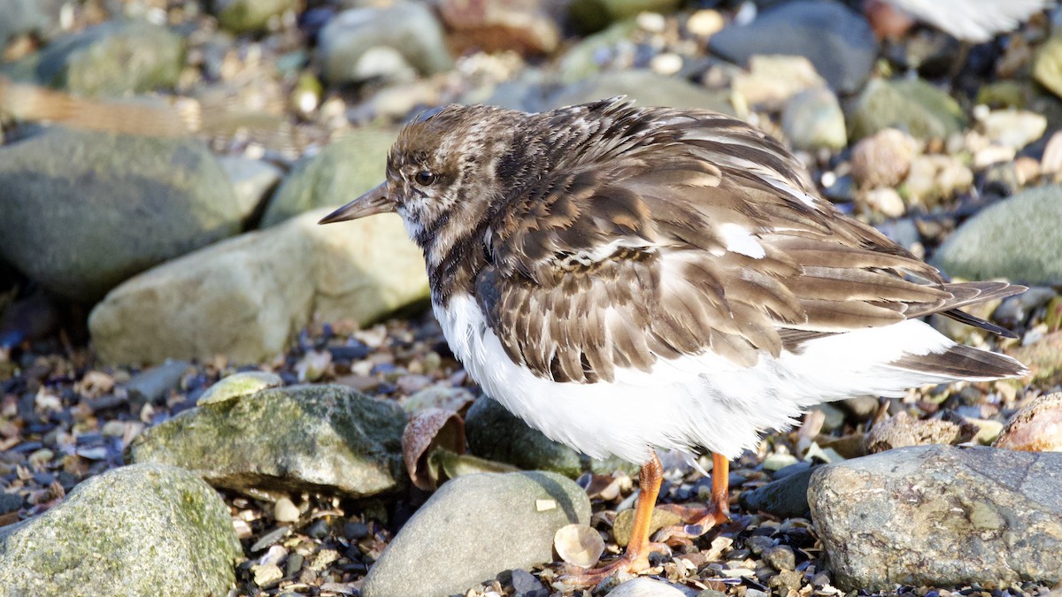 Taşçeviren - ML646600500