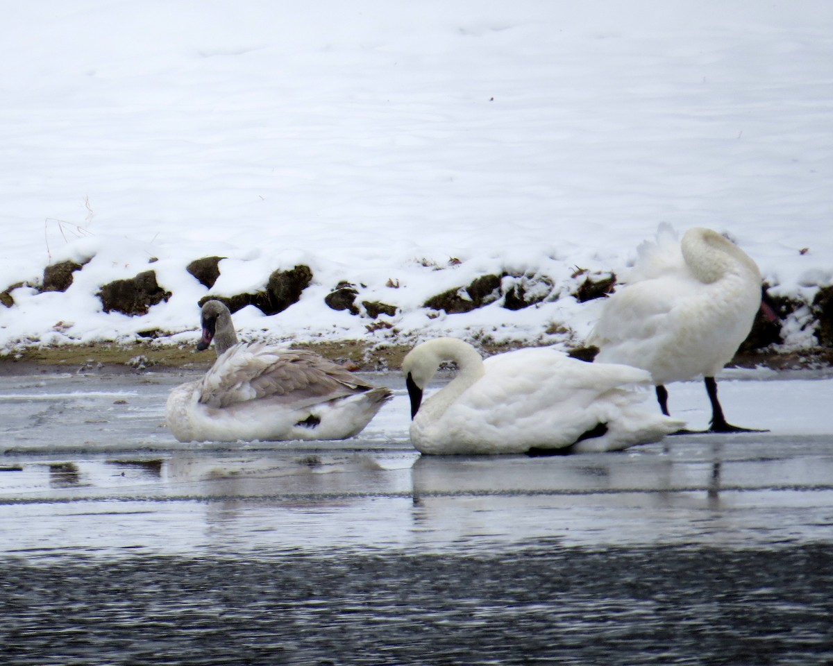 Borazancı Kuğu - ML646600504