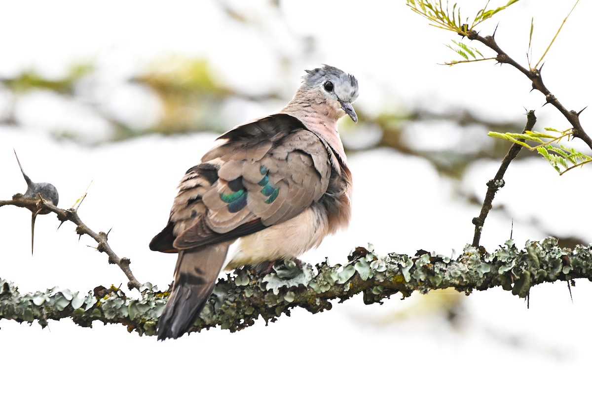 Emerald-spotted Wood-Dove - ML646600506