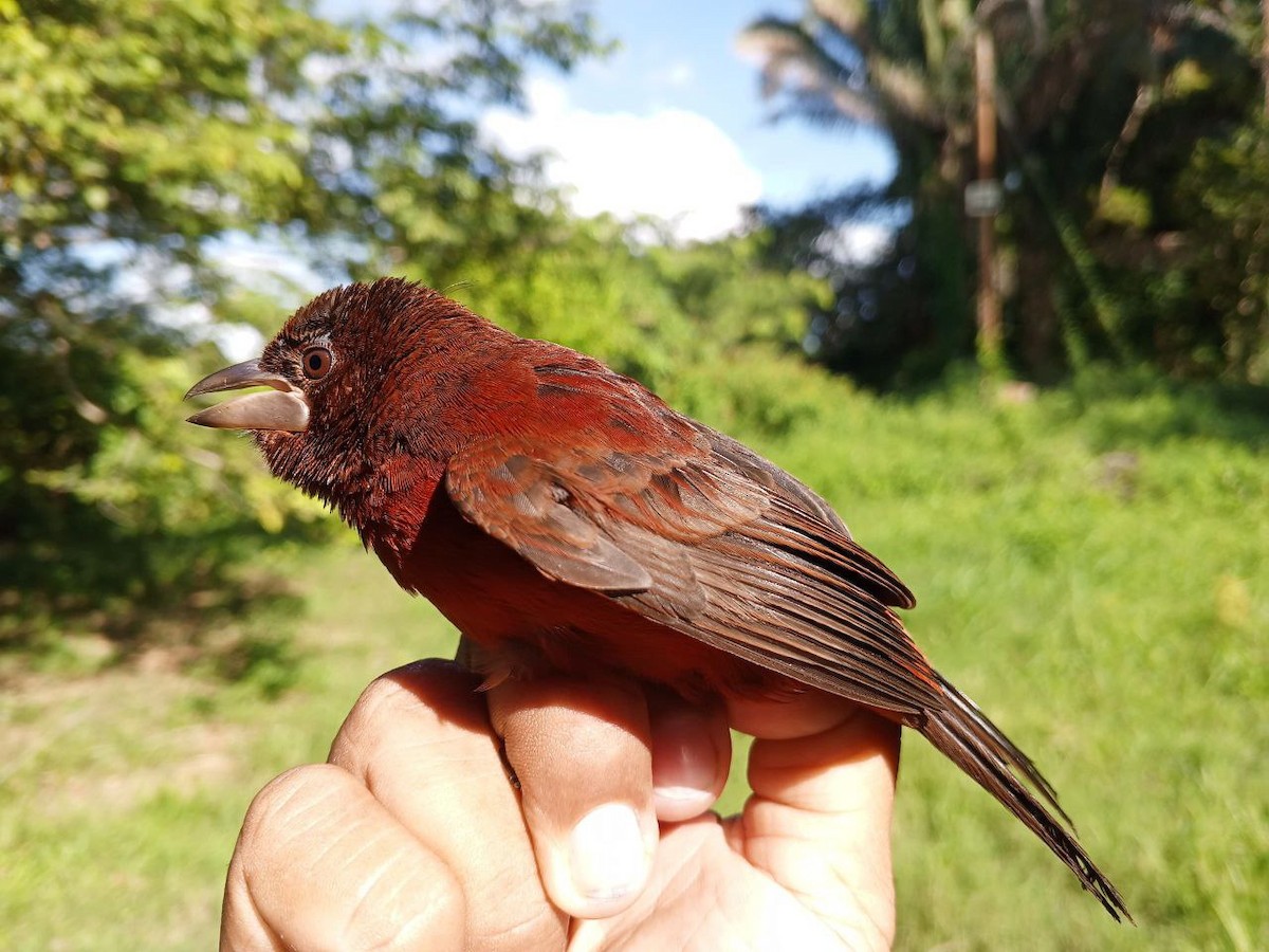 Silver-beaked Tanager - ML646600508