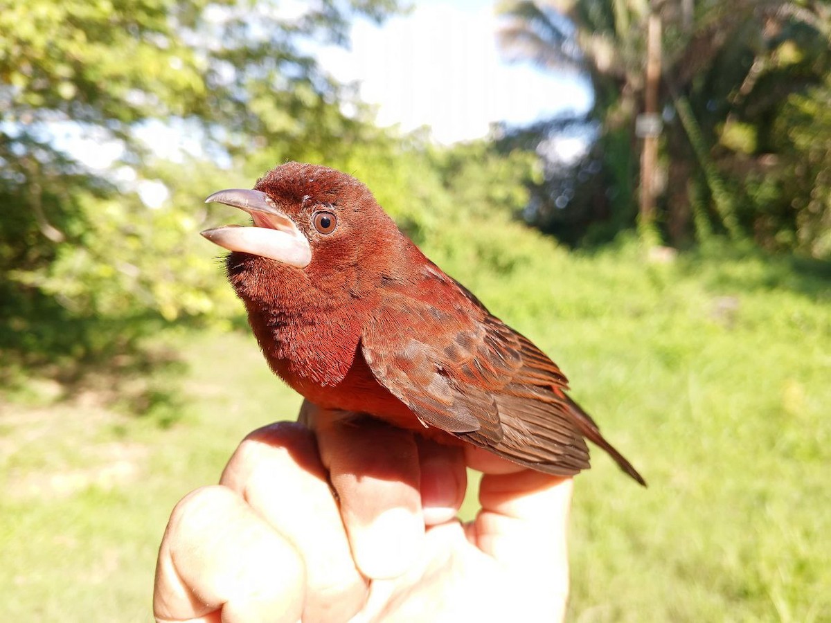 Silver-beaked Tanager - ML646600509