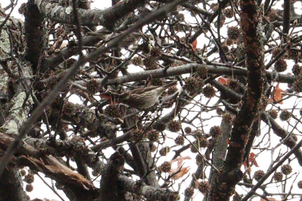 purpurfink - ML646600510