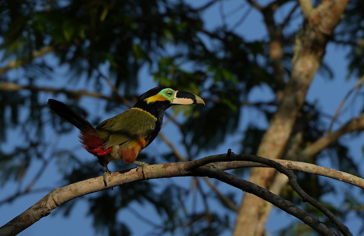 Gould's Toucanet - ML646600511