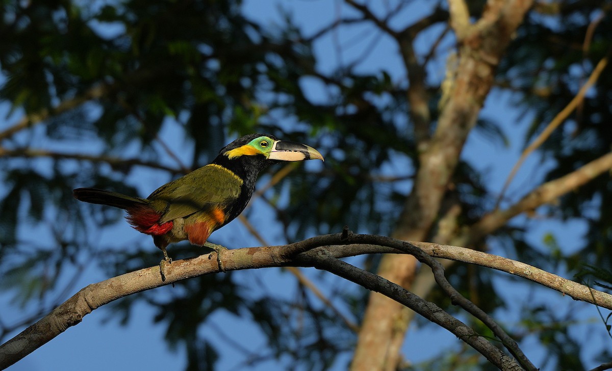 Gould's Toucanet - ML646600512