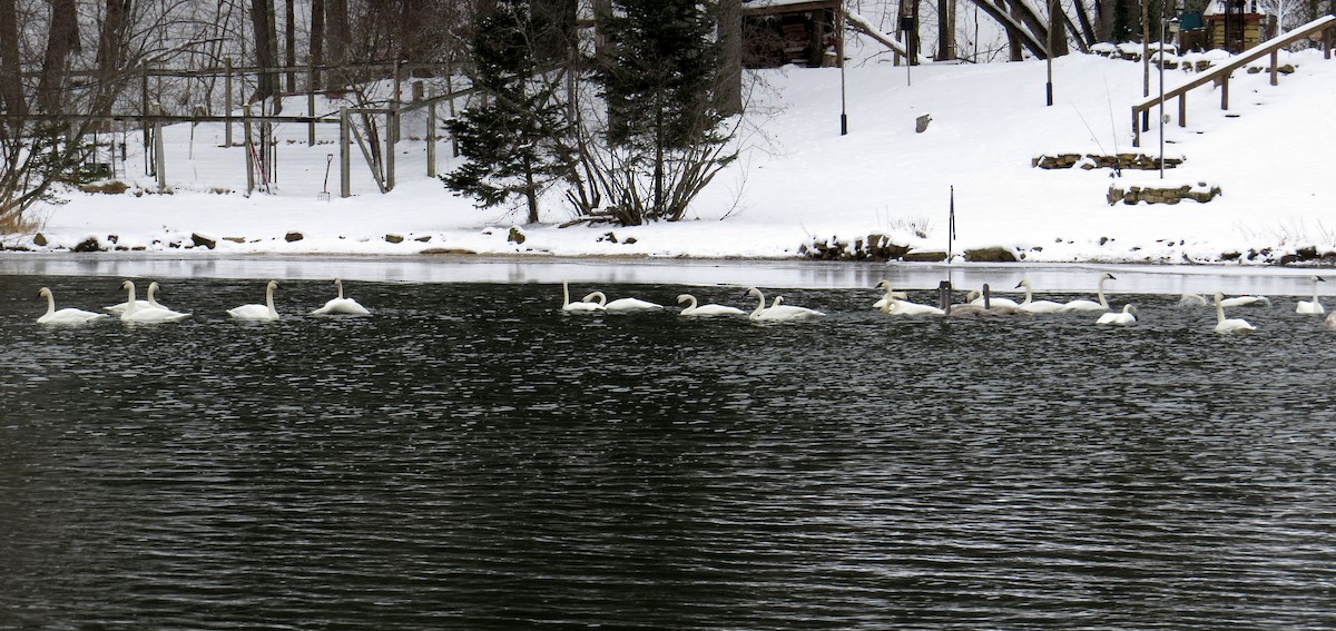 Borazancı Kuğu - ML646600514