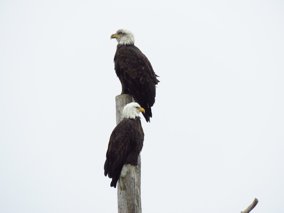 Bald Eagle - ML646600515